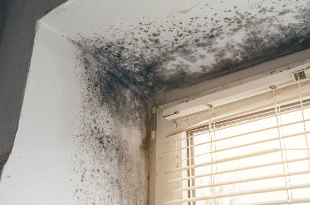 Affordable Commercial Mold Remediation solutions in Hydes, MD